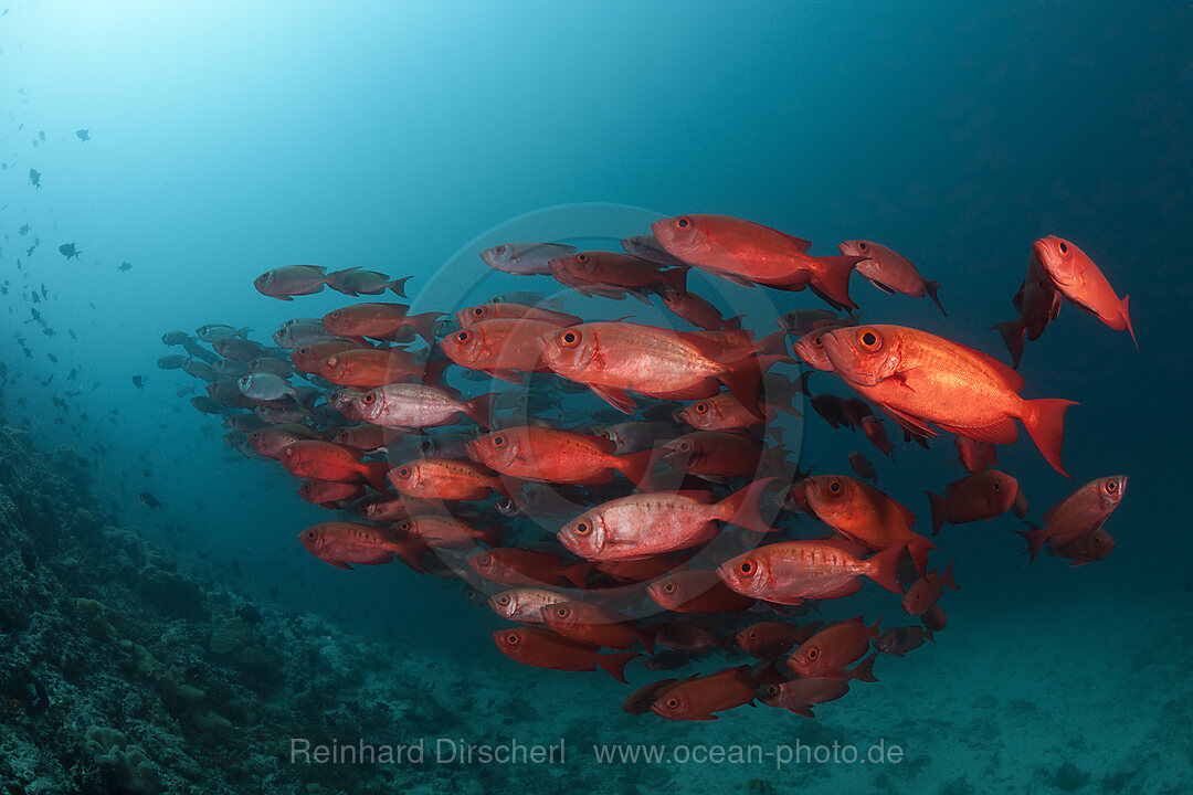 Schwarm Riff-Grossaugen, Priacanthus hamrur, Ari Atoll, Indischer Ozean, Malediven