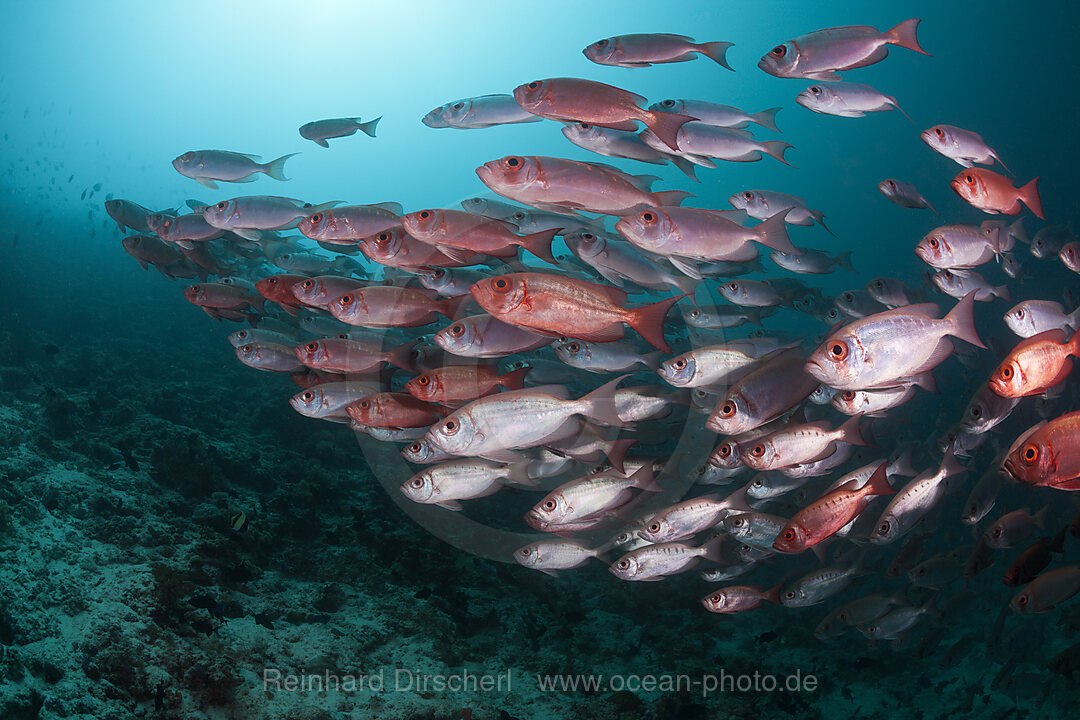 Shoal of Crescent-tail Bigeye, Priacanthus hamrur, Ari Atoll, Indian Ocean, Maldives