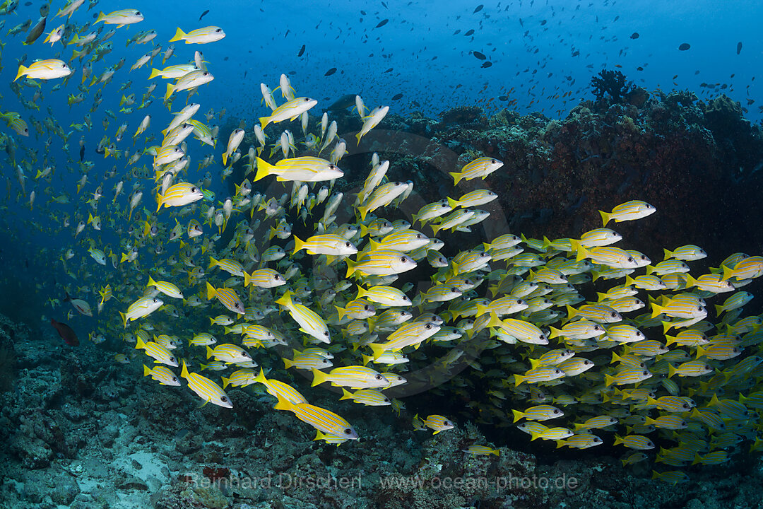 Schwarm Blaustreifen-Schnapper, Lutjanus kasmira, Ari Atoll, Indischer Ozean, Malediven