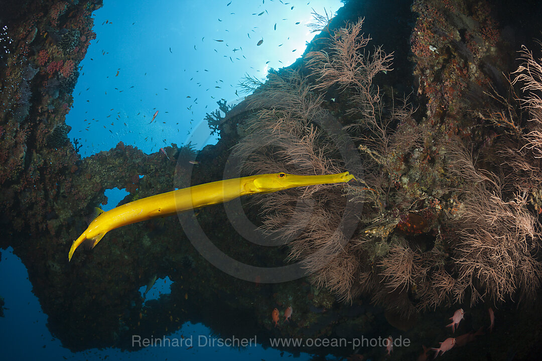 Gelber Trompetenfisch, Aulostomus chinensis, Ari Atoll, Indischer Ozean, Malediven