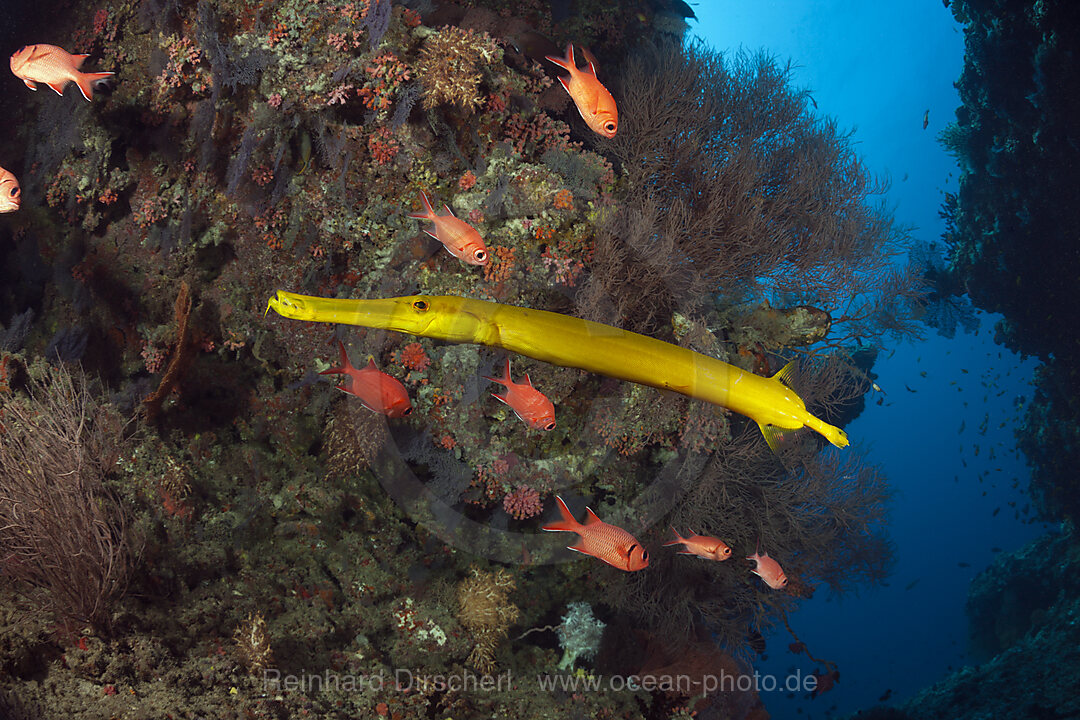 Gelber Trompetenfisch, Aulostomus chinensis, Ari Atoll, Indischer Ozean, Malediven
