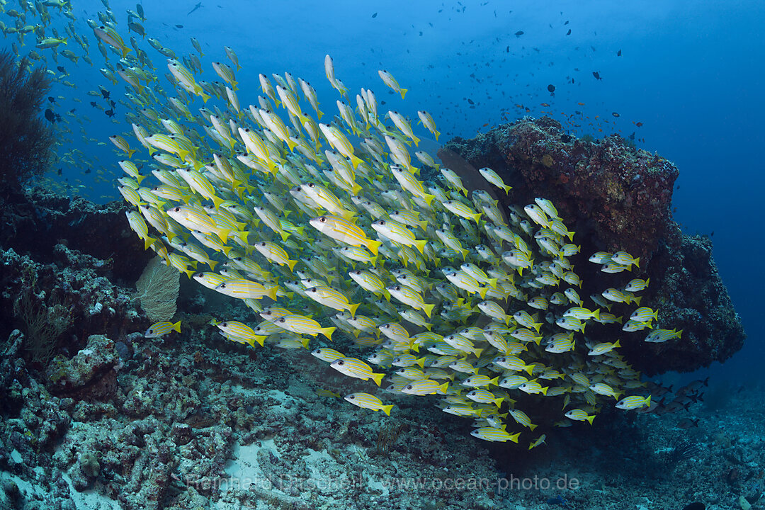 Schwarm Blaustreifen-Schnapper, Lutjanus kasmira, Ari Atoll, Indischer Ozean, Malediven