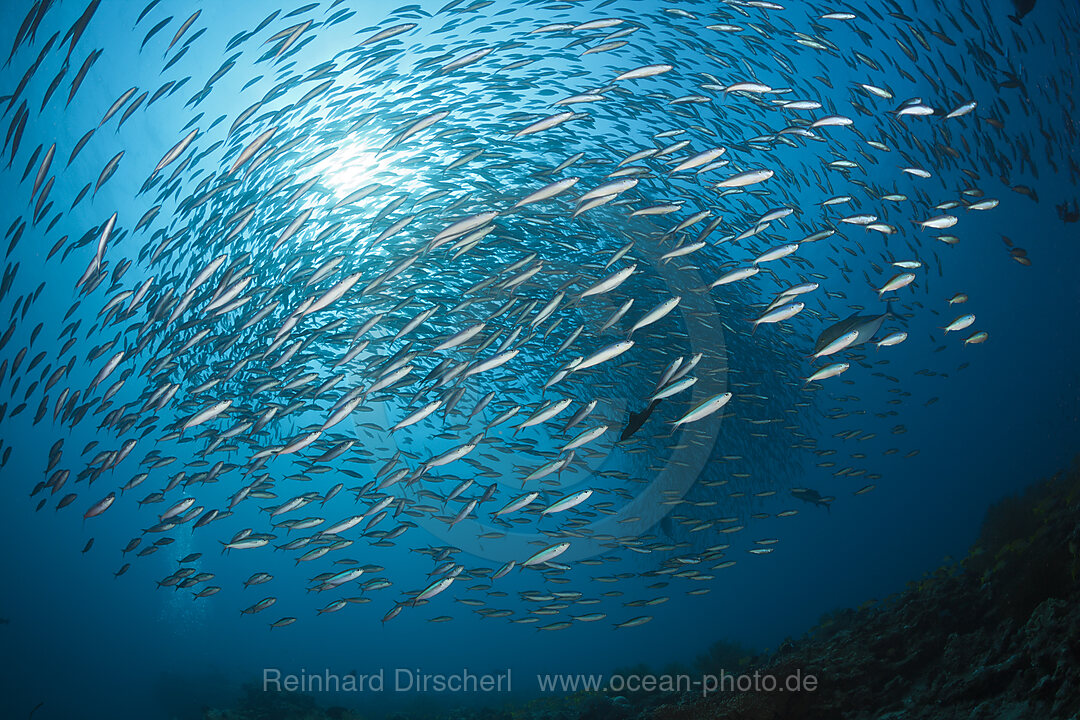 Schwarm Neon-Fuesiliere, Pterocaesio tile, Ari Atoll, Indischer Ozean, Malediven