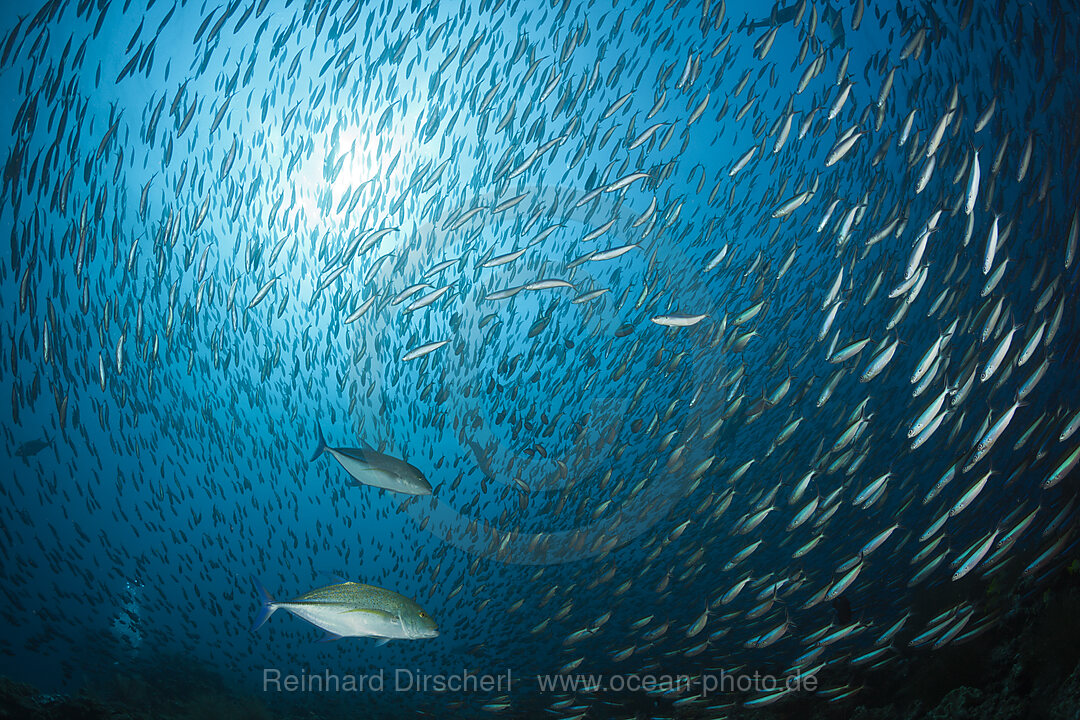 Schwarm Neon-Fuesiliere, Pterocaesio tile, Ari Atoll, Indischer Ozean, Malediven