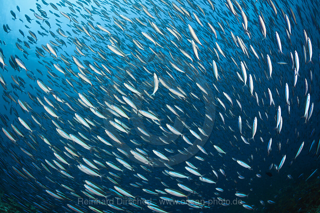 Shoal of Neon Fusilier, Pterocaesio tile, Ari Atoll, Indian Ocean, Maldives
