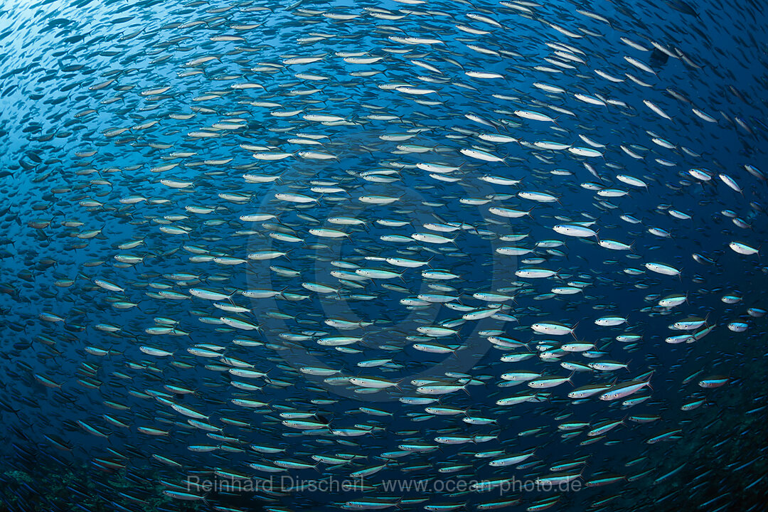 Shoal of Neon Fusilier, Pterocaesio tile, Ari Atoll, Indian Ocean, Maldives