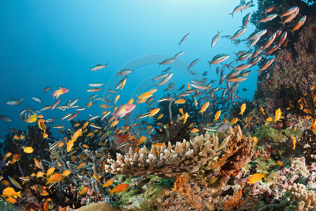Colored Coral Reef, Ari Atoll, Indian Ocean, Maldives