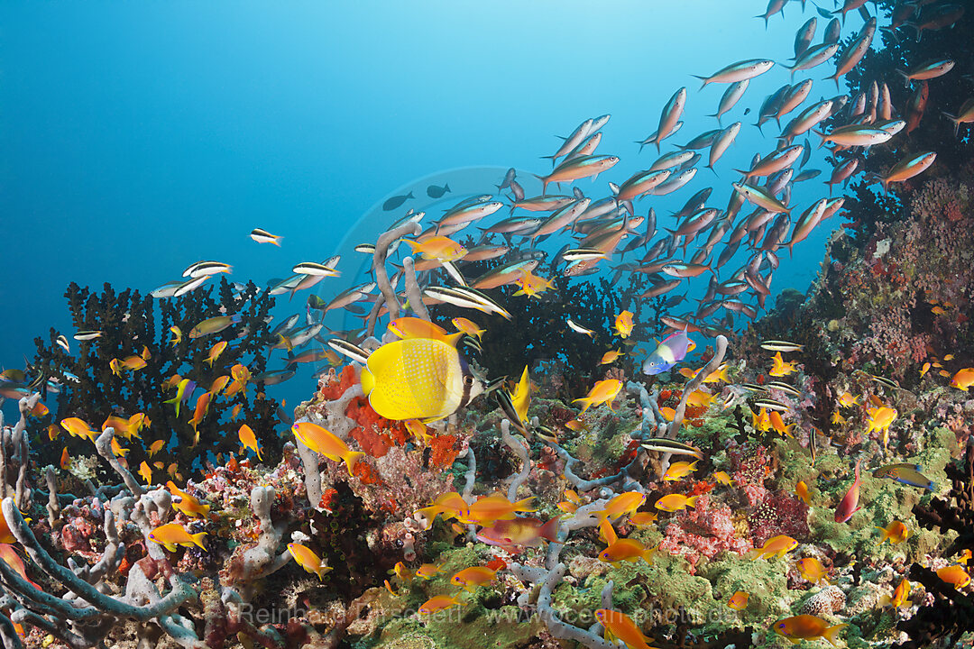 Buntes Korallenriff, Ari Atoll, Indischer Ozean, Malediven