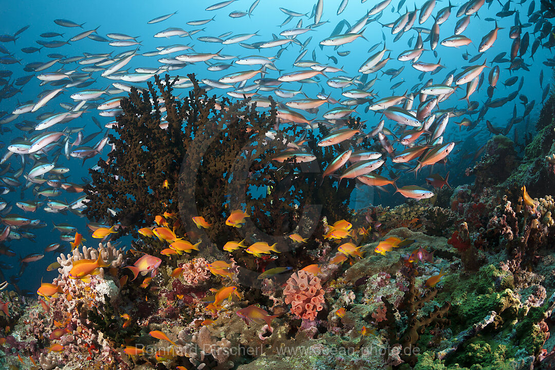 Colored Coral Reef, Ari Atoll, Indian Ocean, Maldives