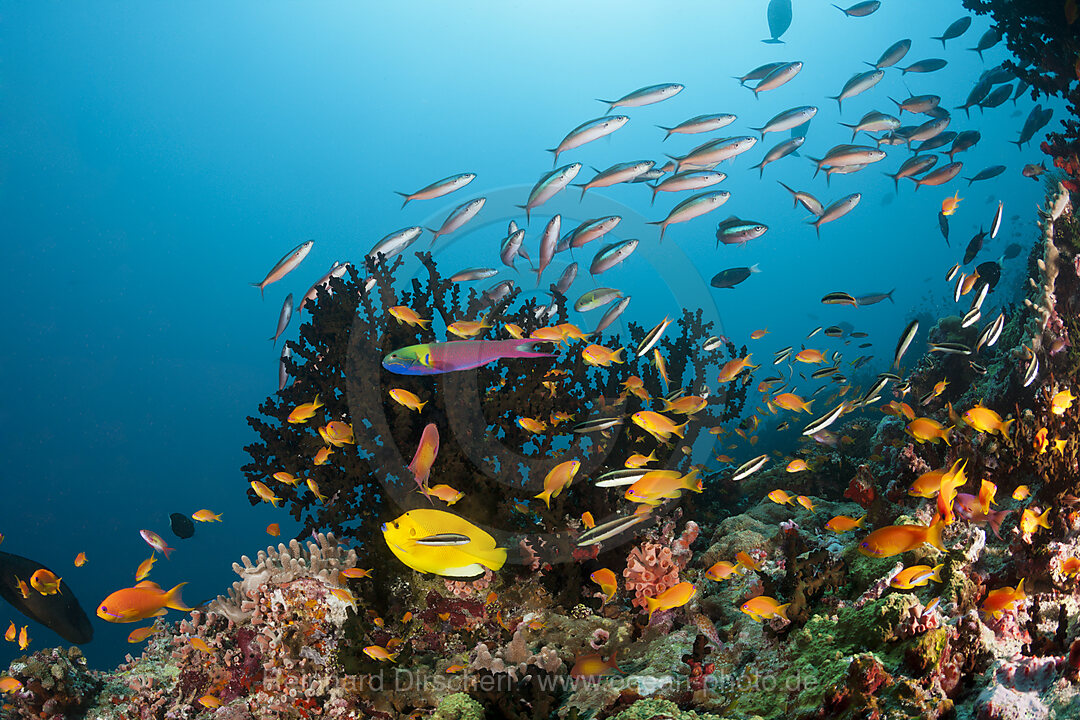 Colored Coral Reef, Ari Atoll, Indian Ocean, Maldives