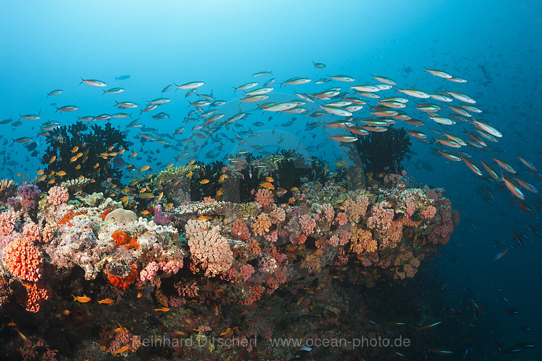 Buntes Korallenriff, Ari Atoll, Indischer Ozean, Malediven