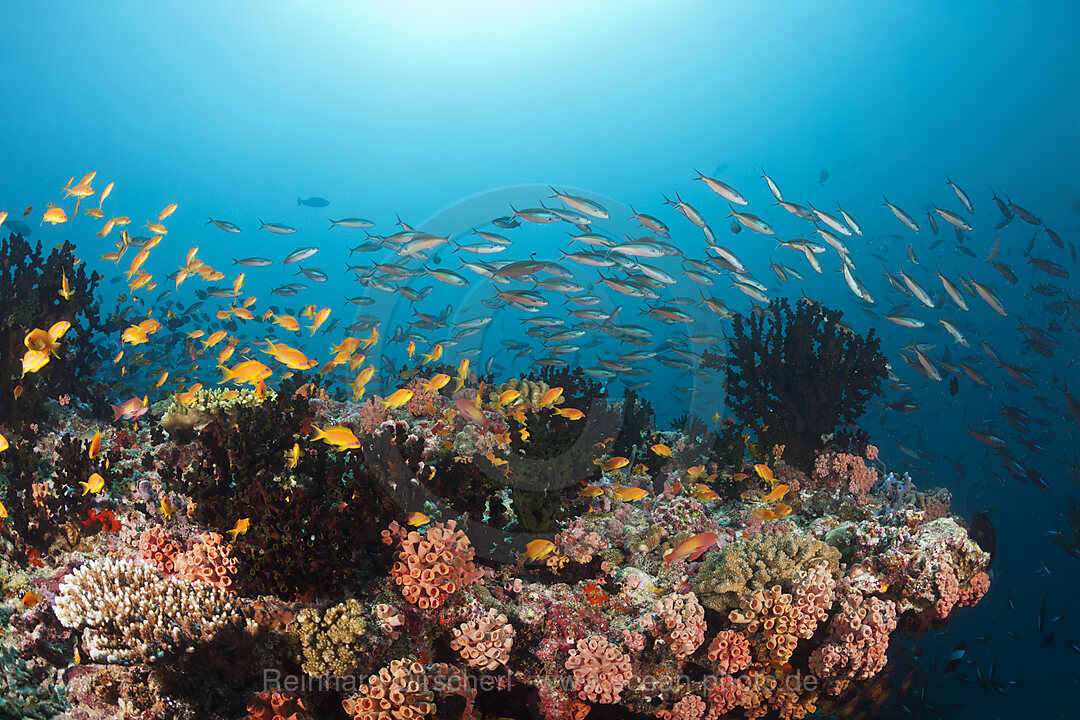 Colored Coral Reef, Ari Atoll, Indian Ocean, Maldives