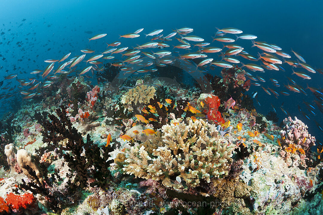Colored Coral Reef, Ari Atoll, Indian Ocean, Maldives