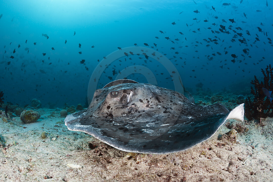 Blackspotted Stingray, Taeniura meyeni, Ari Atoll, Indian Ocean, Maldives