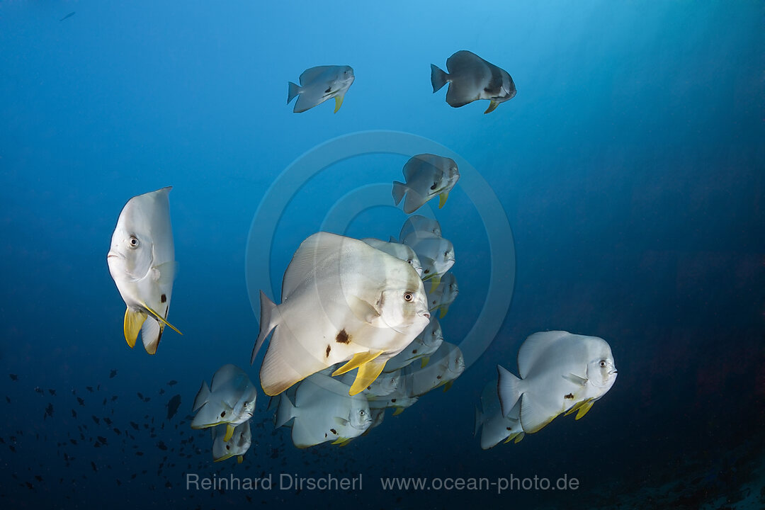 Schwarm Langflossen-Fledermausfische, Platax teira, Ari Atoll, Indischer Ozean, Malediven