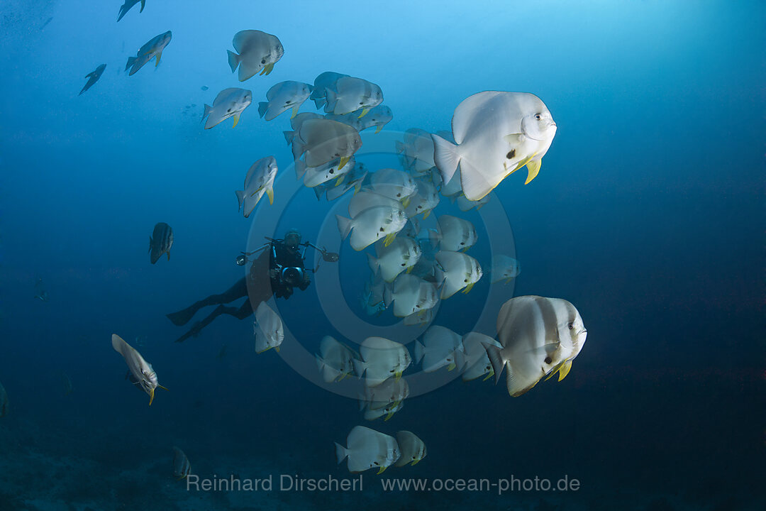 Schwarm Langflossen-Fledermausfische, Platax teira, Ari Atoll, Indischer Ozean, Malediven