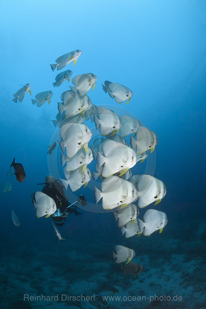 Schwarm Langflossen-Fledermausfische, Platax teira, Ari Atoll, Indischer Ozean, Malediven