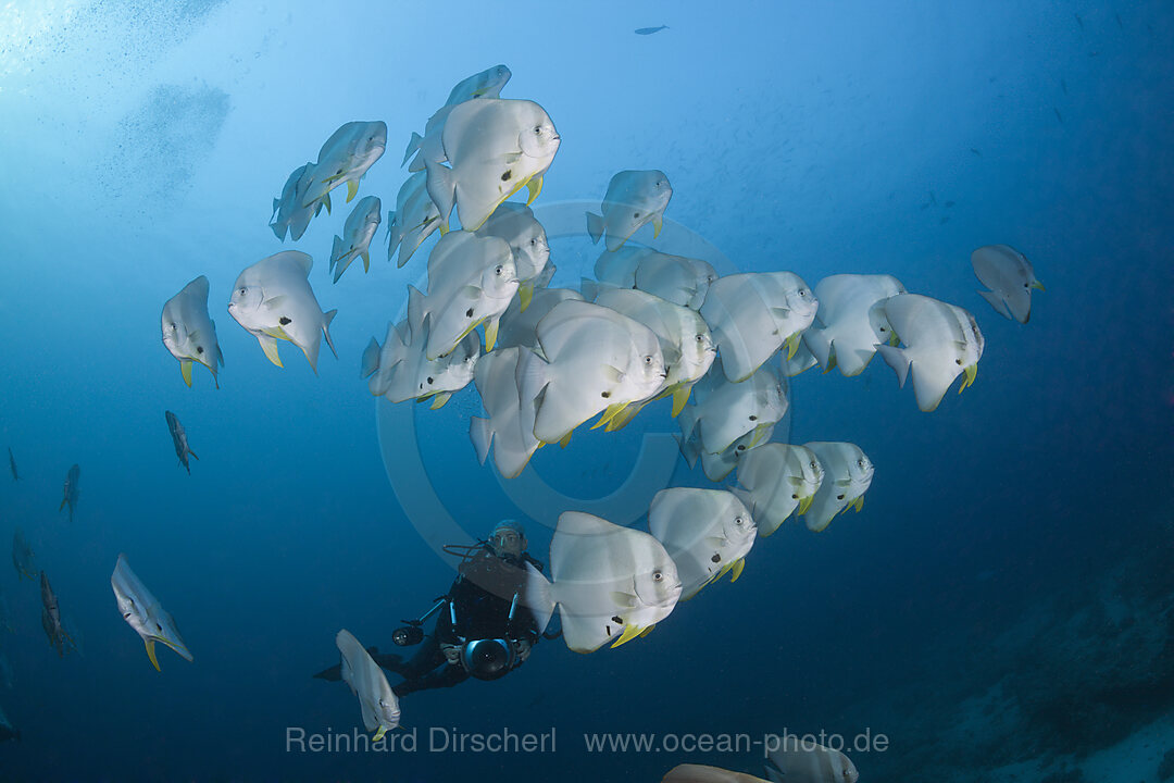 Schwarm Langflossen-Fledermausfische, Platax teira, Ari Atoll, Indischer Ozean, Malediven