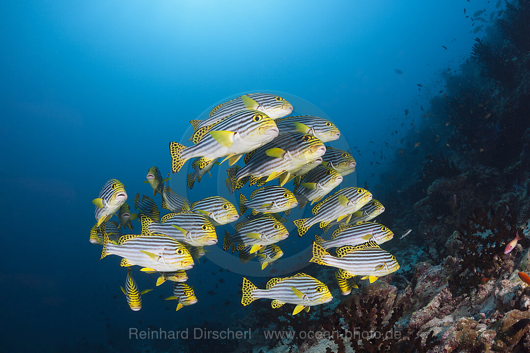 Schwarm Orientalische Suesslippen, Plectorhinchus vittatus, Sued Male Atoll, Indischer Ozean, Malediven