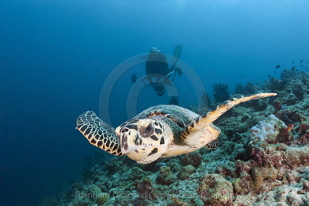 Hawksbill Sea Turtle, Eretmochelys imbricata, South Male Atoll, Indian Ocean, Maldives