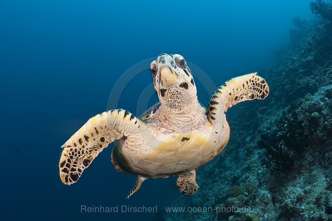 Echte Karettschildkroete, Eretmochelys imbricata, Sued Male Atoll, Indischer Ozean, Malediven
