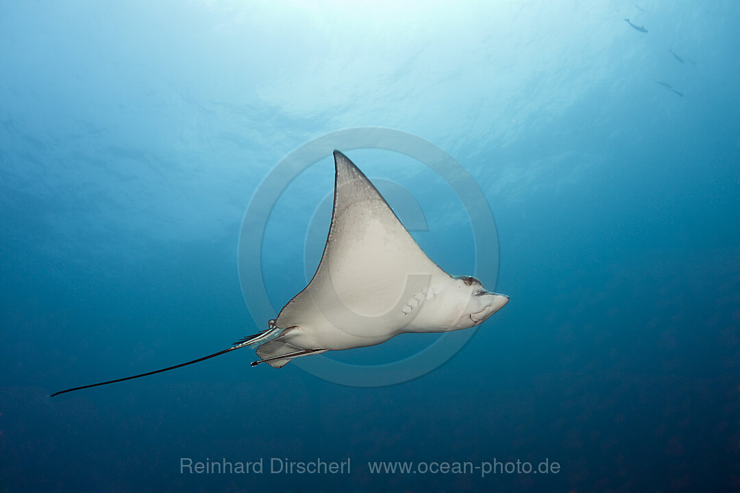 Adlerrochen, Aetobatus narinari, Sued Male Atoll, Indischer Ozean, Malediven