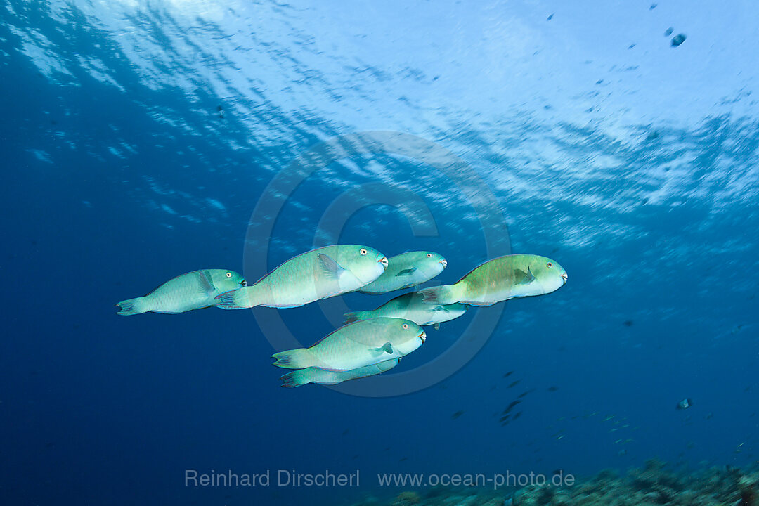 Schwarm Blauband-Papageifische, Scarus ghobban, Sued Male Atoll, Indischer Ozean, Malediven