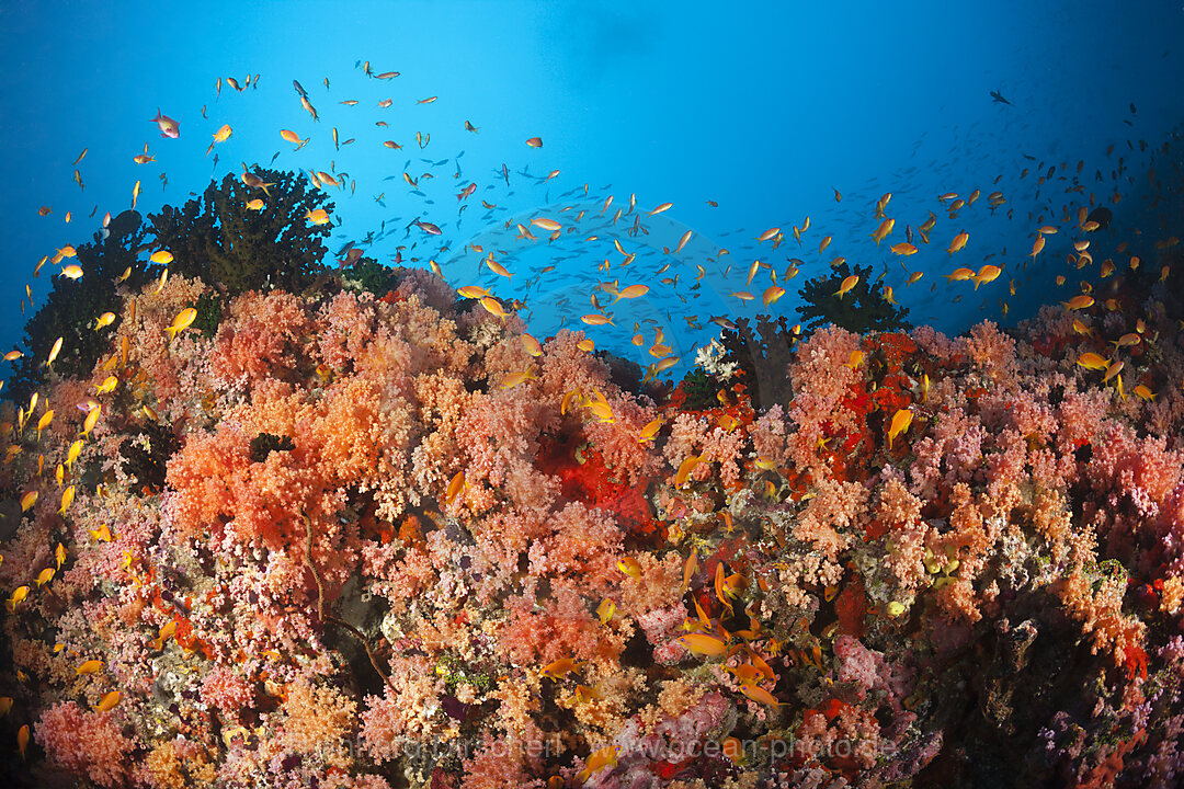 Buntes Korallenriff, Nord Male Atoll, Indischer Ozean, Malediven