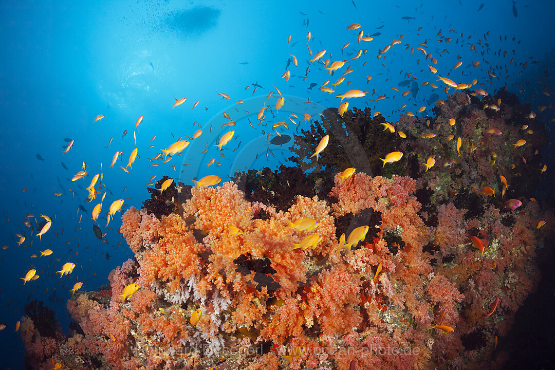 Buntes Korallenriff, Nord Male Atoll, Indischer Ozean, Malediven