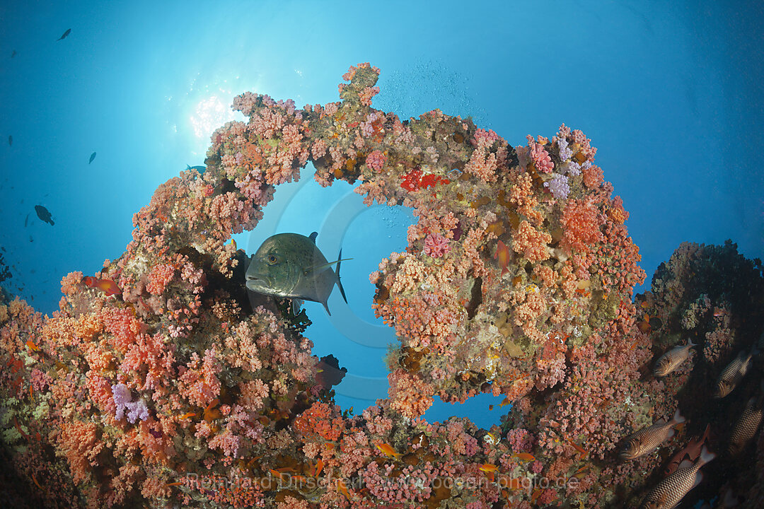 Buntes Korallenriff, Nord Male Atoll, Indischer Ozean, Malediven