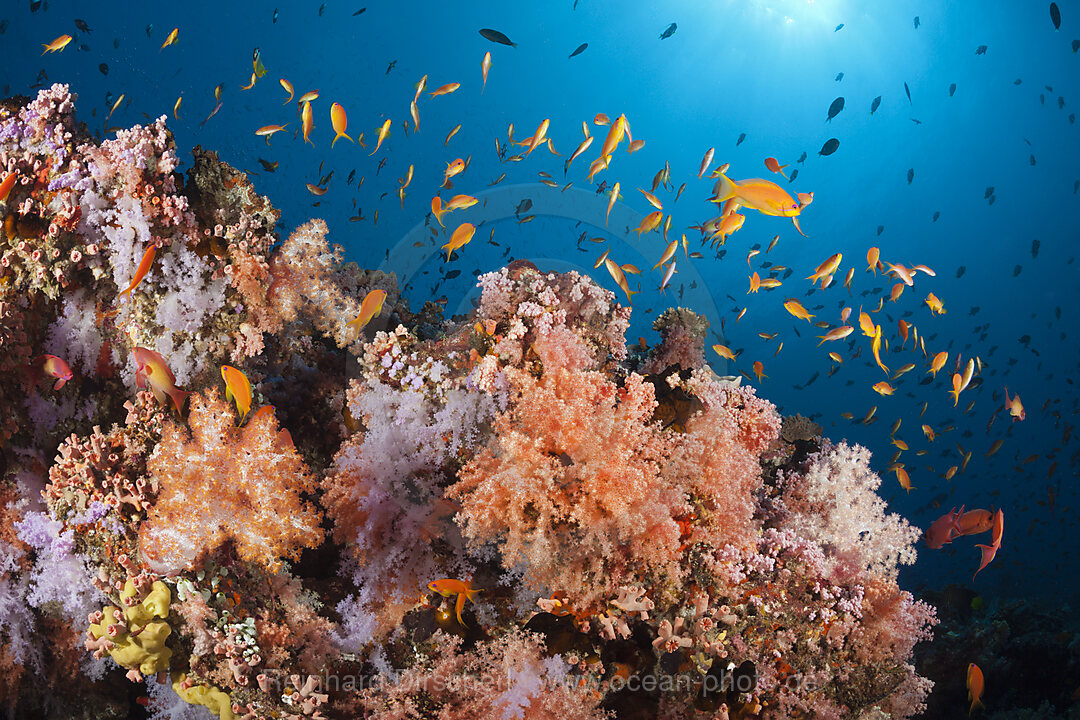 Buntes Korallenriff, Nord Male Atoll, Indischer Ozean, Malediven