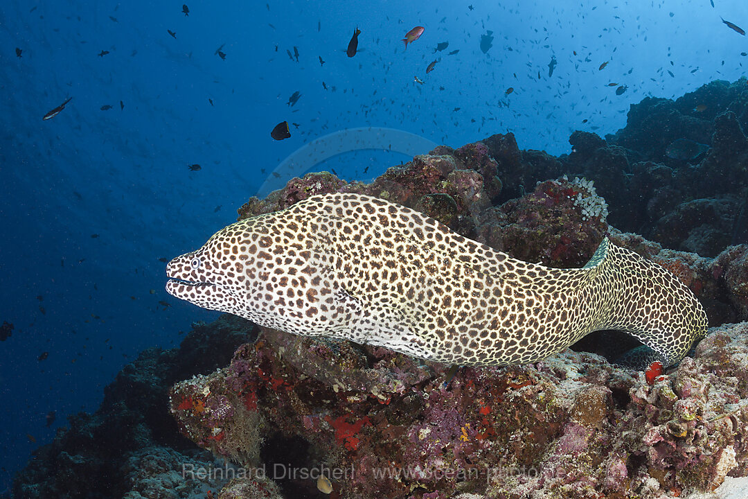 Grosse Netzmuraene, Gymnothorax favagineus, Nord Male Atoll, Indischer Ozean, Malediven
