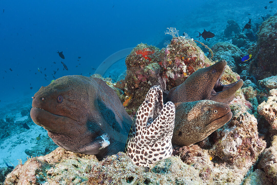 Riesenmuraene und Grosse Netzmuraene, Gymnothorax javanicus, Gymnothorax favagineus, Nord Male Atoll, Indischer Ozean, Malediven