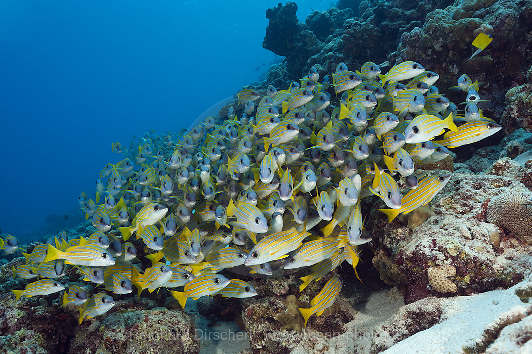 Schwarm Blaustreifen-Schnapper, Lutjanus kasmira, Felidhu Atoll, Indischer Ozean, Malediven