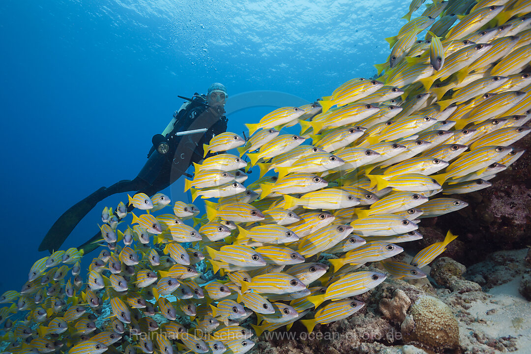 Shoal of Bluestripe Snapper, Lutjanus kasmira, Felidhu Atoll, Indian Ocean, Maldives