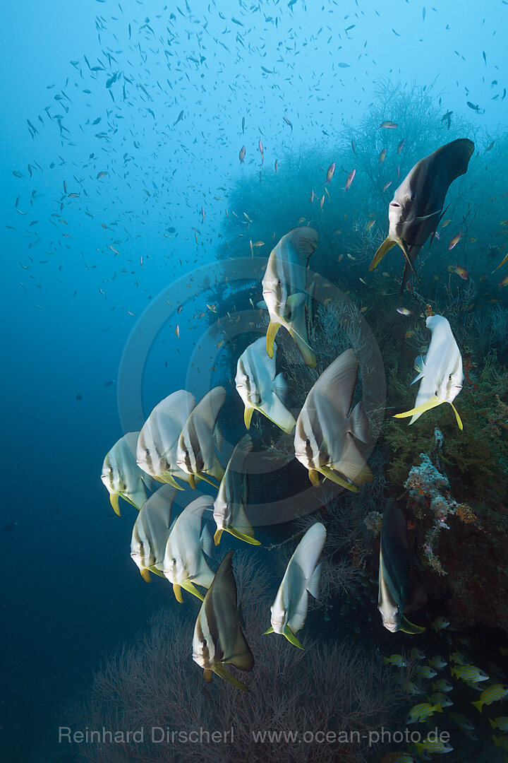 Schwarm Langflossen-Fledermausfische, Platax teira, Sued Male Atoll, Indischer Ozean, Malediven