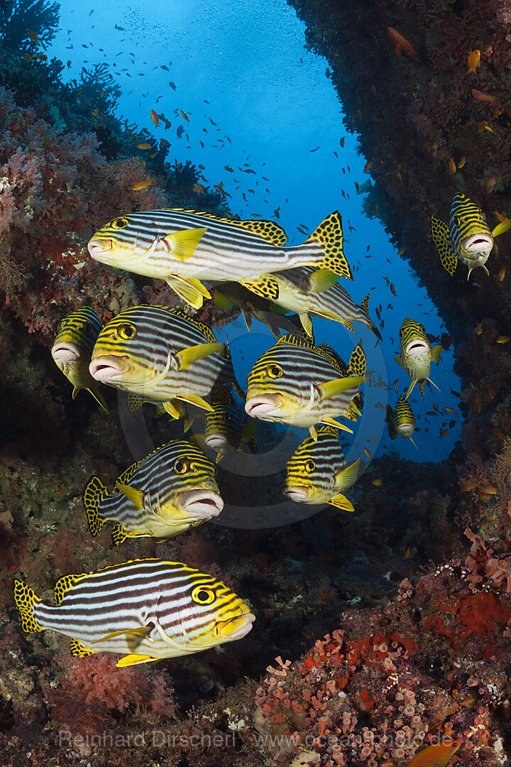 Shoal of Oriental Sweetlips, Plectorhinchus vittatus, South Male Atoll, Indian Ocean, Maldives