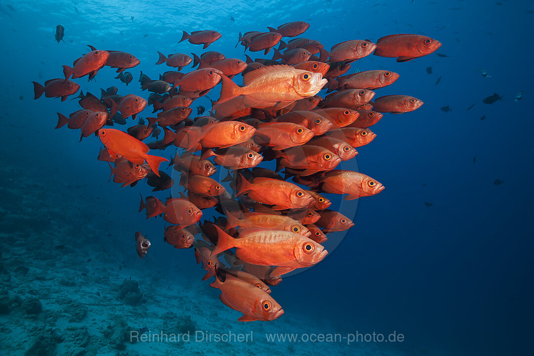 Shoal of Crescent-tail Bigeye, Priacanthus hamrur, North Male Atoll, Indian Ocean, Maldives