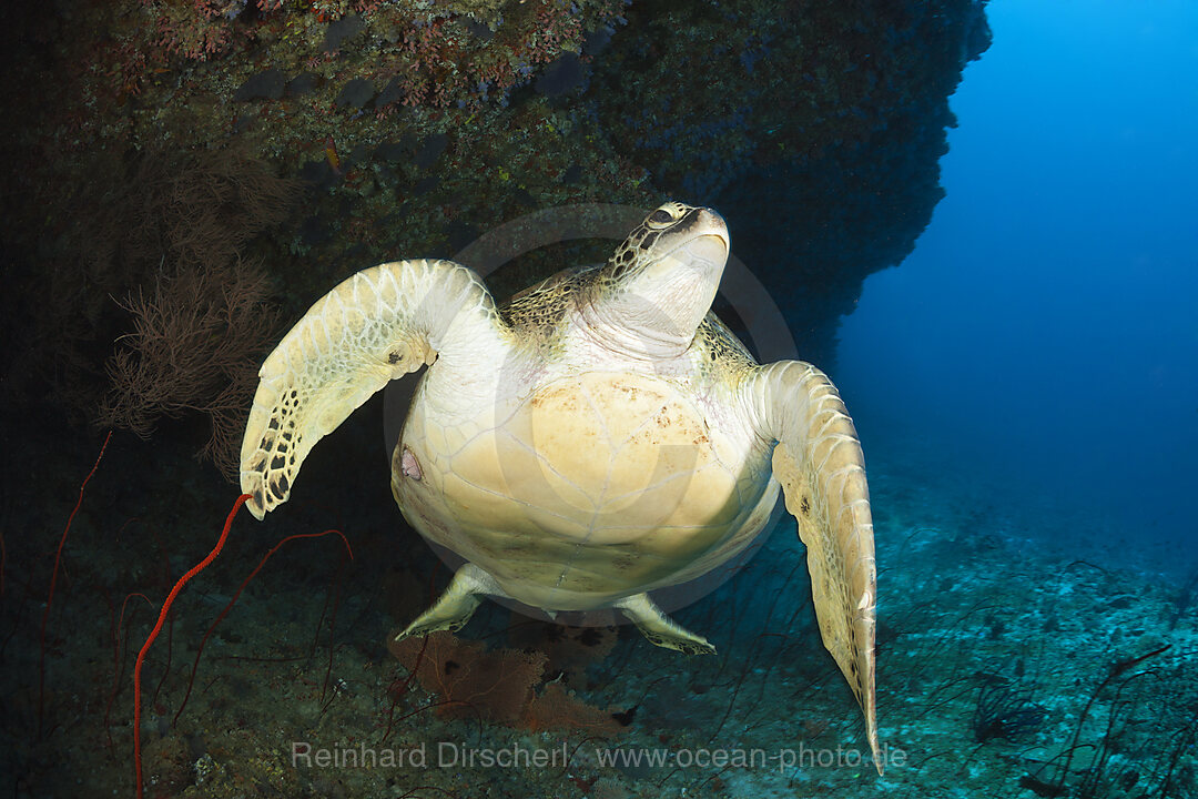 Gruene Meeresschildkroete, Chelonia mydas, Nord Male Atoll, Indischer Ozean, Malediven