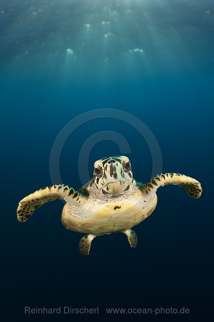 Echte Karettschildkroete, Eretmochelys imbricata, Sued Male Atoll, Indischer Ozean, Malediven