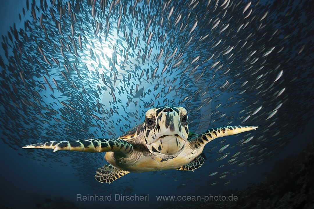 Echte Karettschildkroete, Eretmochelys imbricata, Sued Male Atoll, Indischer Ozean, Malediven