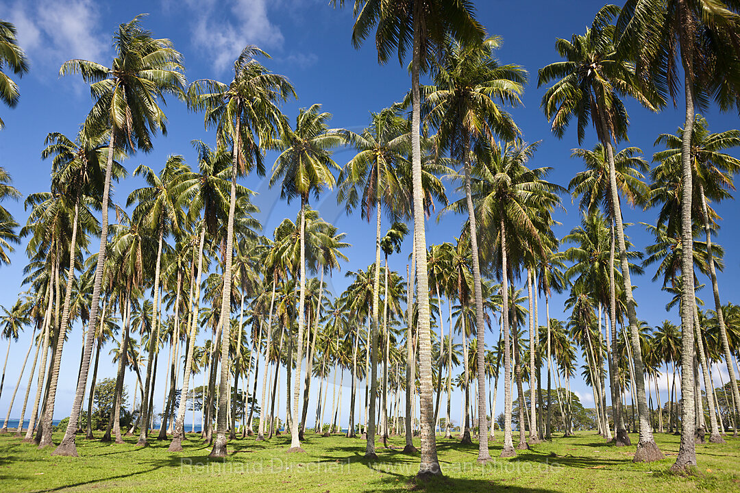 Palmen an der Suedkueste von Tahiti, Tahiti, Franzoesisch-Polynesien