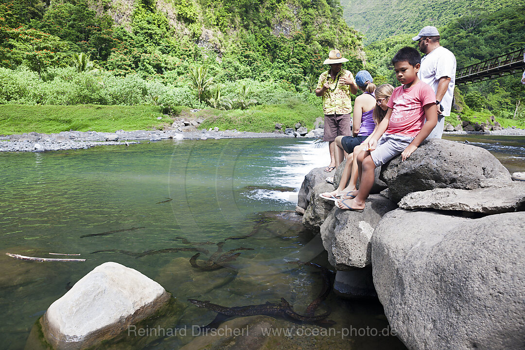 Aale im Papenoo River, Tahiti, Franzoesisch-Polynesien