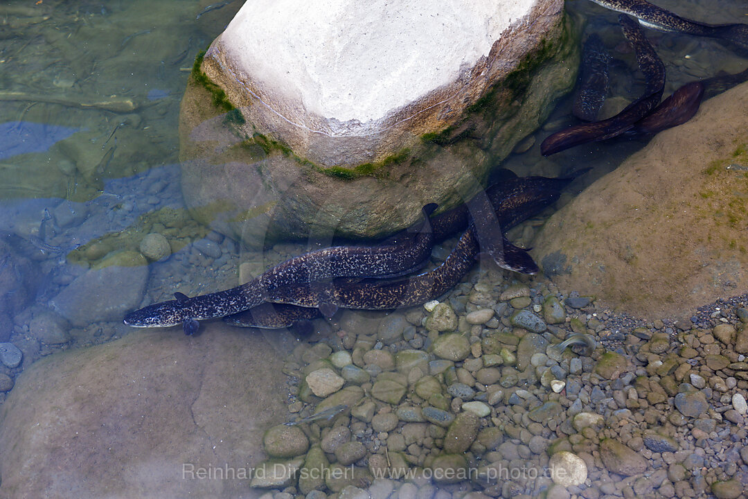 Aale im Papenoo River, Tahiti, Franzoesisch-Polynesien