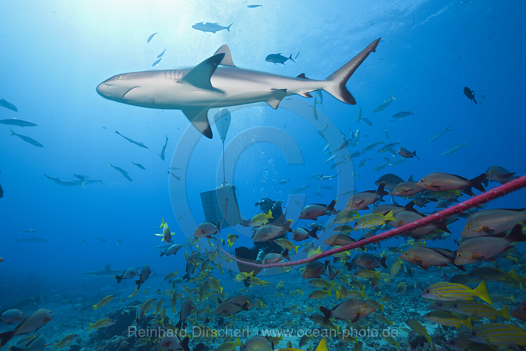 Graue Riffhaie bei Haifuetterung, Carcharhinus amblyrhynchos, Tahiti, Franzoesisch-Polynesien