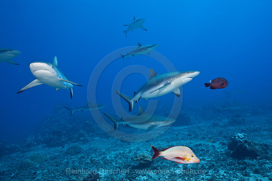 Pack of Grey Reef Shark, Carcharhinus amblyrhynchos, Tahiti, French Polynesia