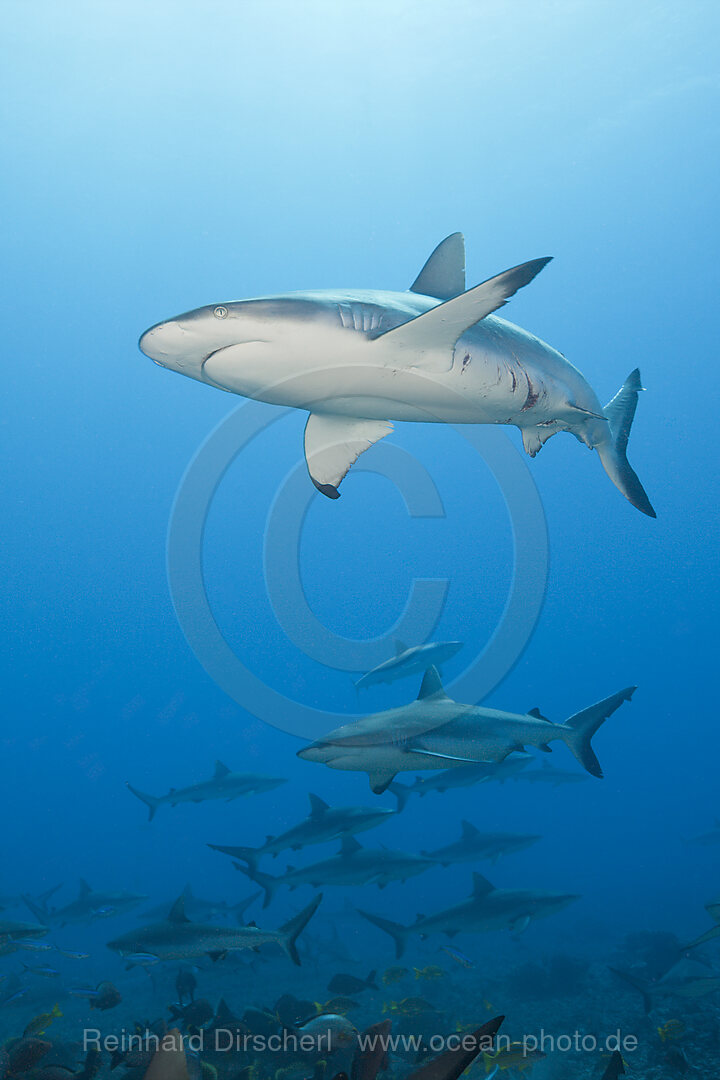 Graue Riffhaie, Carcharhinus amblyrhynchos, Tahiti, Franzoesisch-Polynesien