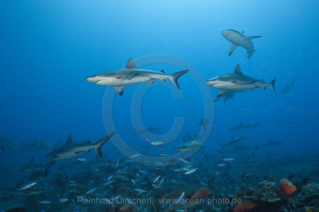 Graue Riffhaie, Carcharhinus amblyrhynchos, Tahiti, Franzoesisch-Polynesien