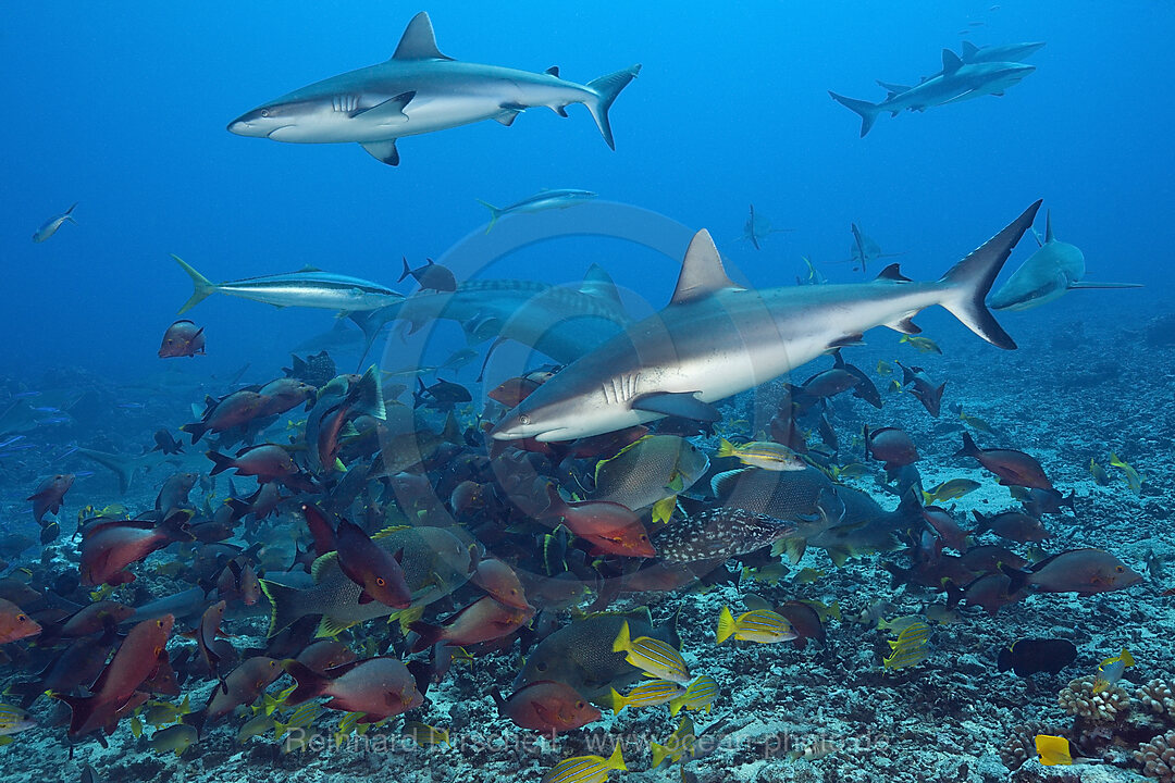 Pack of Grey Reef Shark, Carcharhinus amblyrhynchos, Tahiti, French Polynesia