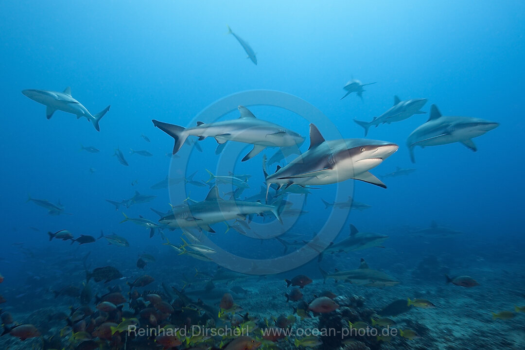 Pack of Grey Reef Shark, Carcharhinus amblyrhynchos, Tahiti, French Polynesia